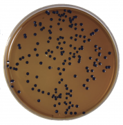 Коринебакагар Коринебакагар