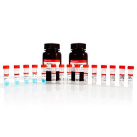 Набор реагентов для количественного определения белка методом BCA, 1000 реакций, ServiceBio РАСПРОДАЖА!