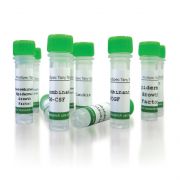 Инсулиноподобный фактор роста 2, (IGF-2), 10 мкг Инсулиноподобный фактор роста 2, (IGF-2), 10 мкг