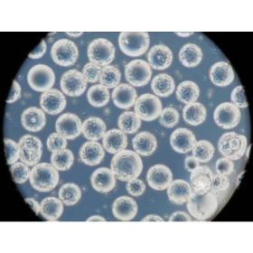 Микроноситель клеток сферический, обработанная поверхность, на основе агарозных шариков, 5000 г