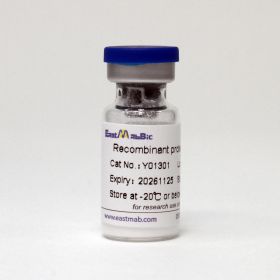 Фибронектин, 1 мг, EastMab