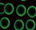 Флуоресцентные микросферы, зеленые, 200 нм, 1 мл, VDO Biotech (QuantoBio)