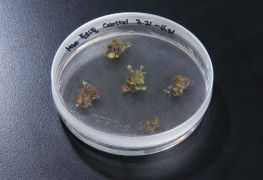 Чашки Петри, 90 × 15 мм, стерильные, SPL