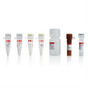 Набор для анализа на цитотоксичность с лактатдегидрогеназой, 100 тестов, Servicebio Набор для анализа на цитотоксичность с лактатдегидрогеназой, 100 тестов, Servicebio