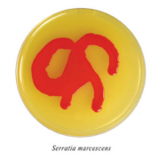 ГРМ-агар ГРМ-агар