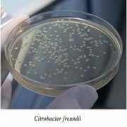 Триптон-соевый агар сухой Триптон-соевый агар сухой