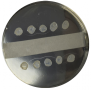 Коринетоксагар Коринетоксагар