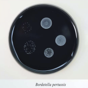 Бордетелагар Бордетелагар